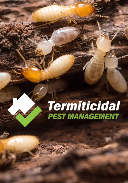 termite2