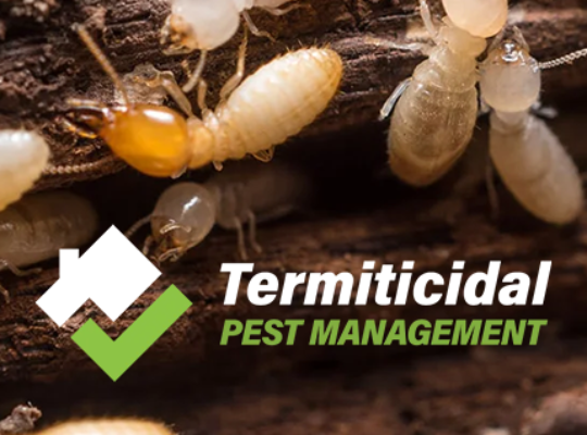 termite2